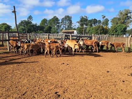 Las autoridades habían declarado por la situación de los animales