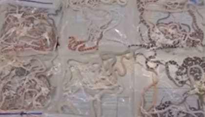 Las autoridades hallaron 104 serpientes vivas en los pantalones del viajante
