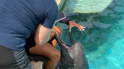 Las autoridades han detectado múltiples problemas de salud en los nueve delfines, algunos de los cuales son graves