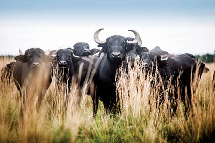 Las autoridades investigan si el campo Punta Caballo contaba con la reglamentación necesaria para promover la caza de búfalos
