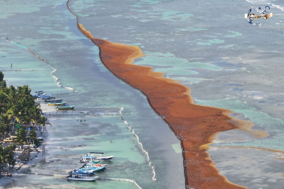 Las autoridades lanzaron un plan para la contención, recolección y disposición final del sargazo en el Caribe Mexicano
