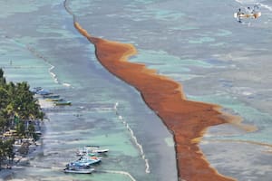 Una invasión récord de sargazo obliga a cerrar playas en el Caribe mexicano
