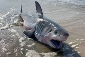 Las autoridades lanzaron una alerta debido a los recientes ataques de tiburones en las playas de Estados Unidos