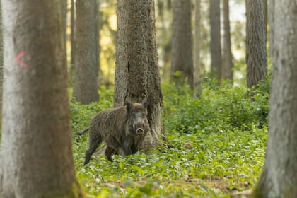Las autoridades le recomendaron a los cazadores no consumir ninguna parte del animal con grasa o músculo azul u otras anomalías
