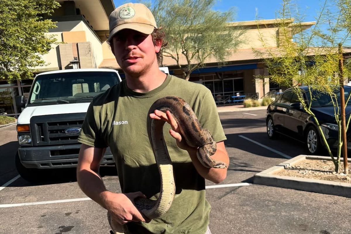 Las autoridades llegaron a la conclusión de que según su apariencia, la serpiente podría ser la mascota de alguien.