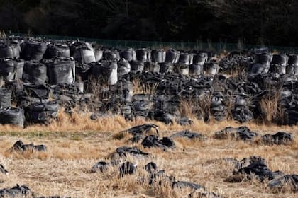Las autoridades recolectan el suelo contaminado en miles de bolsas negras