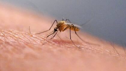 Las autoridades recomiendan tomar precauciones para evitar las picaduras de mosquitos, como el uso de repelentes