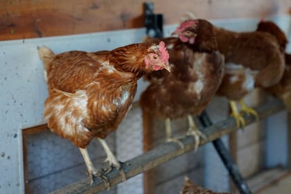 Las autoridades sacrificaron todas las aves en un radio de diez kilómetros del brote