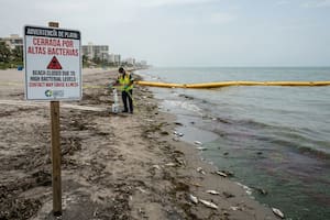 Alerta oficial en la costa: confirman presencia de bacteria “devoradora de carne” en Luisiana