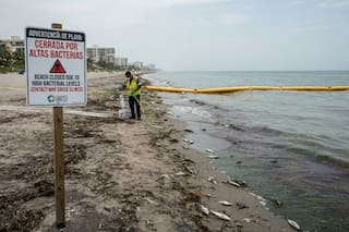Alerta oficial en la costa: confirman presencia de bacteria “devoradora de carne” en Luisiana