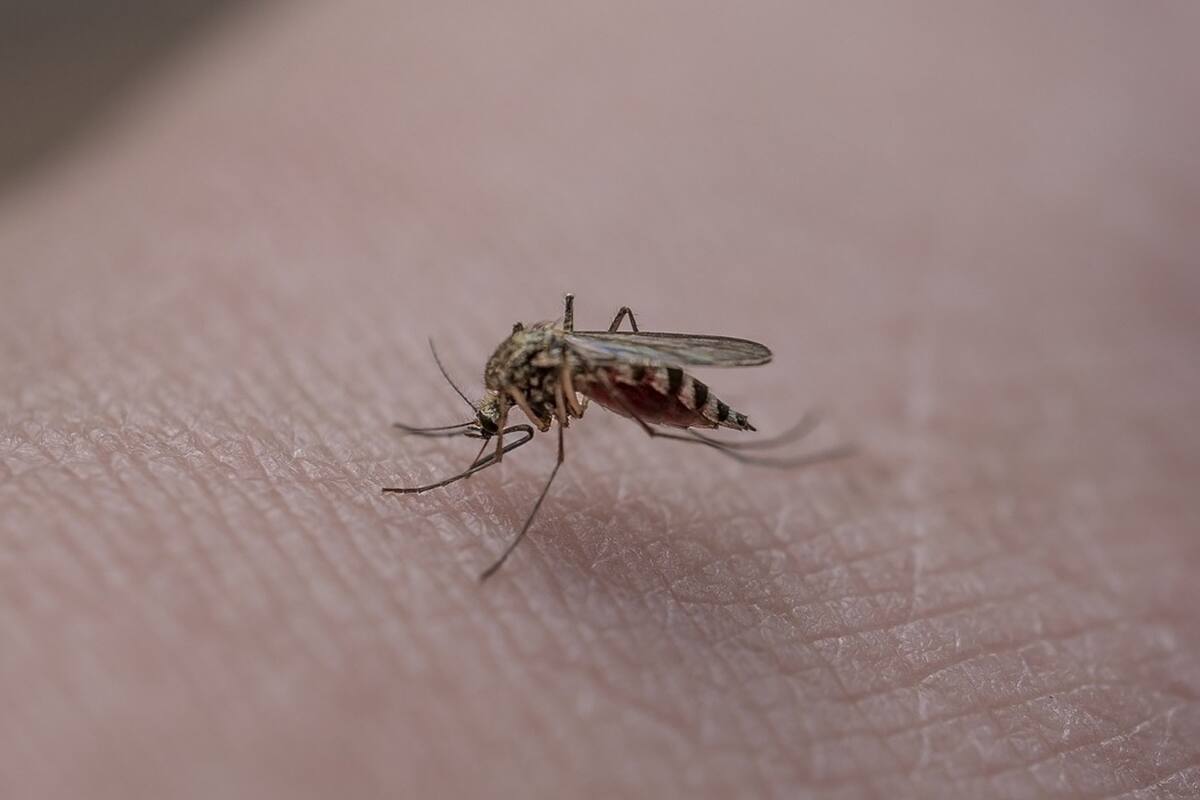 Las autoridades sanitarias diagnosticaron dos nuevos casos de malaria en el condado de Sarasota, en Florida, EE.UU.