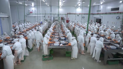 Las autoridades sanitarias también auditaron plantas exportadoras de productos pesqueros