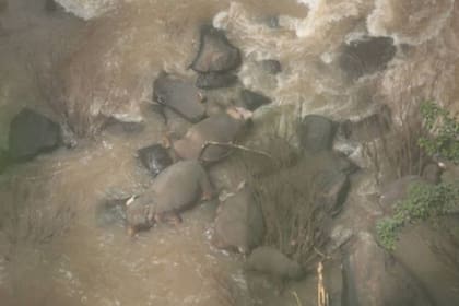 Las autoridades tailandesas señalaron que el incidente ocurrió luego de que un elefante bebé se cayera desde la cascada.