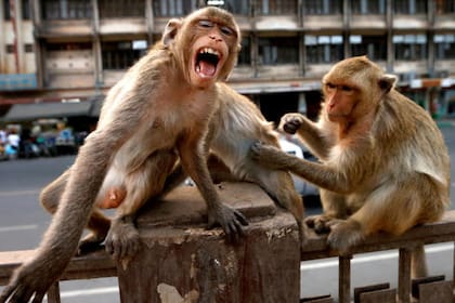 Las autoridades temen que los monos puedan contagiar a más personas de COVID-19 o contagiarse ellos mismos