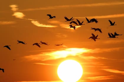 Las aves mueren en su travesía migratoria