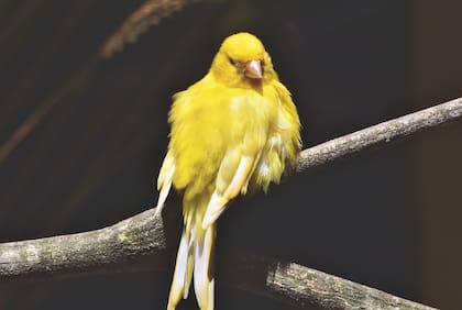 Las aves pueden sobrecalentarse rápido debido a su metabolismo acelerado