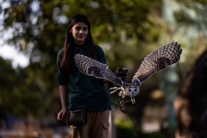 Las aves rapaces son las protagonistas de una actividad que se organiza en el Ecoparque de Buenos Aires