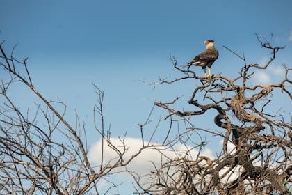 Las aves son protagonistas en la estancia.