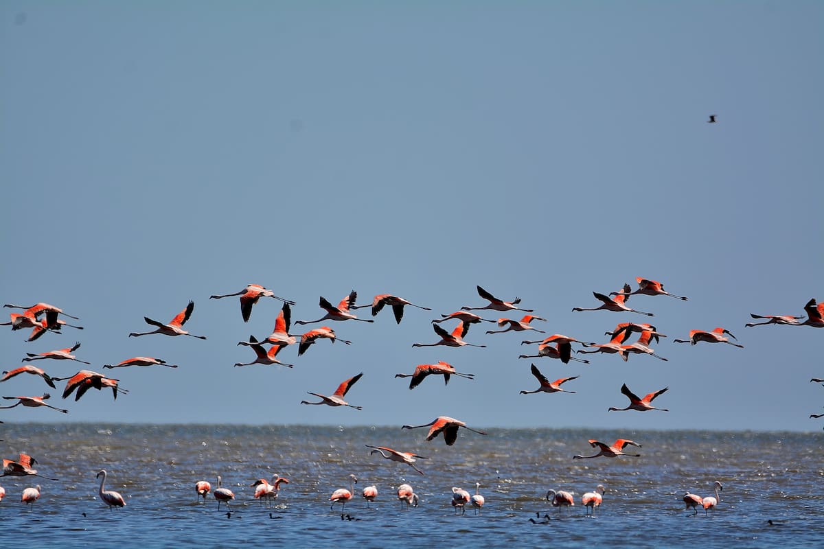 Las aves, y en especial los flamencos, son las grandes protagonistas de este futuro Parque Nacional