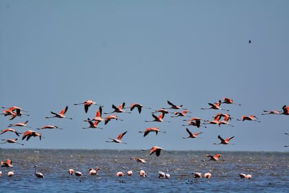Las aves, y en especial los flamencos, son las grandes protagonistas de este futuro Parque Nacional