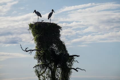 Las aves zancudas (cigüeñas, garzas y jabirúes) comparten territorio con lobitos de río, yacarés, vizcachas, carpinchos, osos hormigueros.