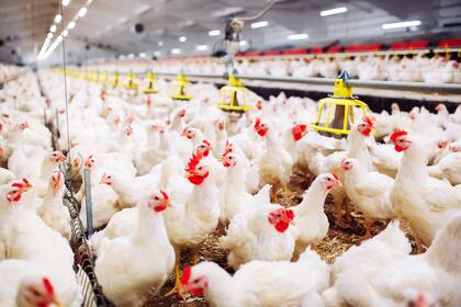 Las avícolas celebraron la noticia de una posible reapertura de los envíos a China