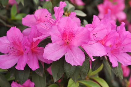 Las "azaleas del Delta" (Rhododendron japonicum) llegan tranquilamente a alcanzar los 2 m de altura y se cubren de flores en primavera.