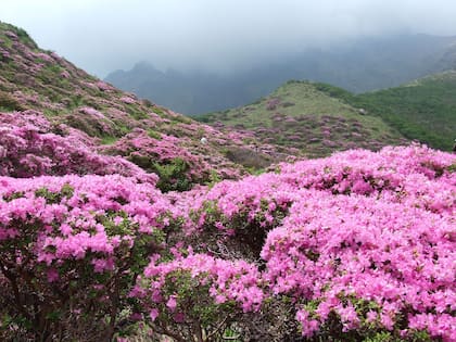 Las azaleas son otras plantas tóxicas para los canes