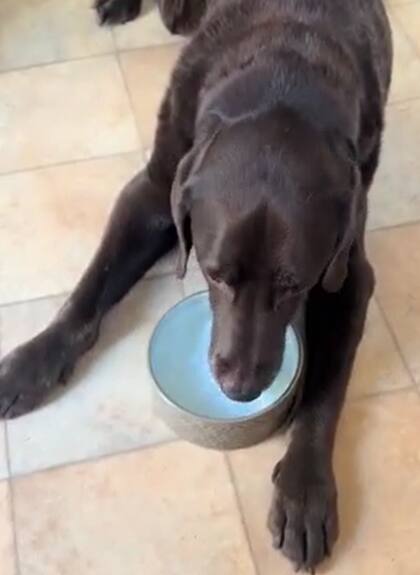 Las bacterias en el bebedero representan un peligro para el perro (Foto: @jade.the.vet.nurs)