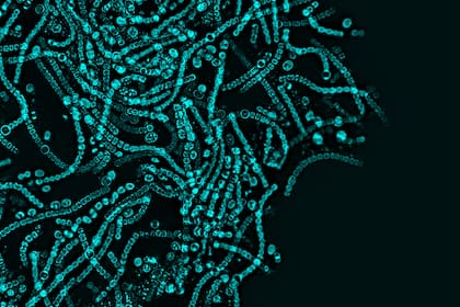Las bacterias que habitan el intestino producen sustancias, logrando un efecto positivo en el humano