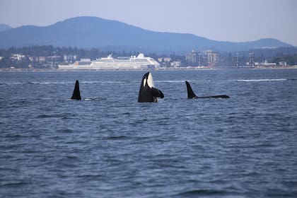 Las ballenas asesinas se encuentran en la cima de la cadena alimenticia