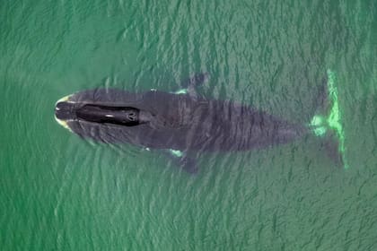 Las ballenas de Groenlandia son los mamíferos más longevos