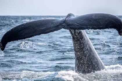 Las ballenas de Rice viven en el Golfo de México y son una especie muy amenazada