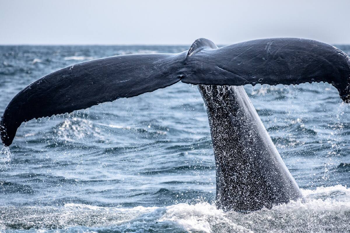 Las ballenas de Rice viven en el Golfo de México y son una especie muy amenazada