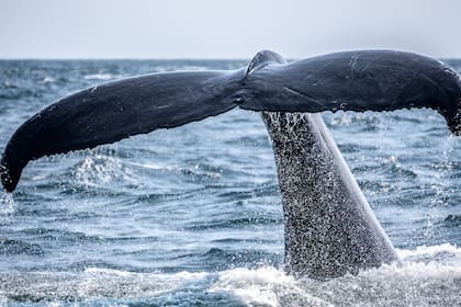 Las ballenas de Rice viven en el Golfo de México y son una especie muy amenazada