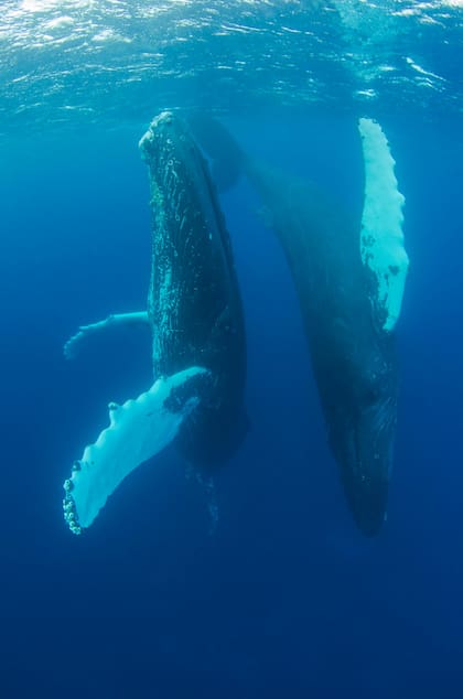 Las ballenas desprenden heces cargadas de nitrógeno y fósforo en zonas donde escasea. De esa manera, las especies marinas absorben esos nutrientes que les permiten sobrevivir