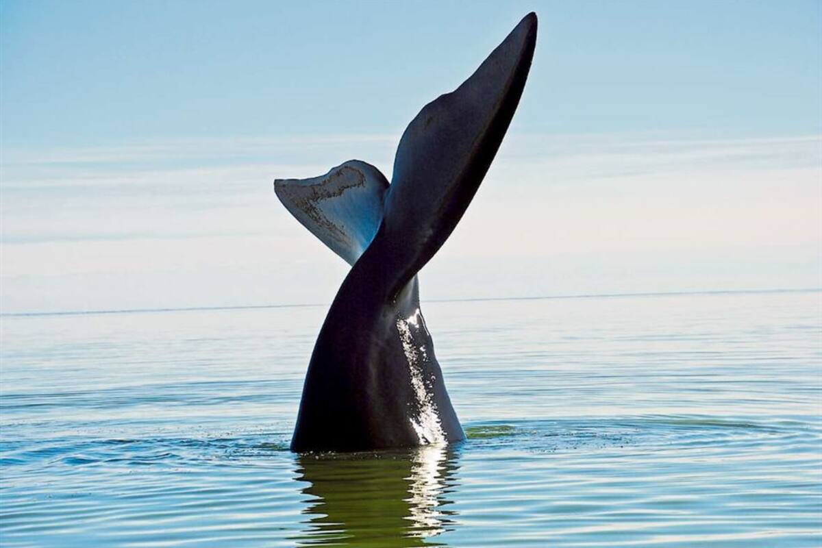Las ballenas francas comienzan a llegar a Chubut