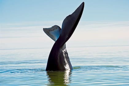 Las ballenas francas comienzan a llegar a Chubut
