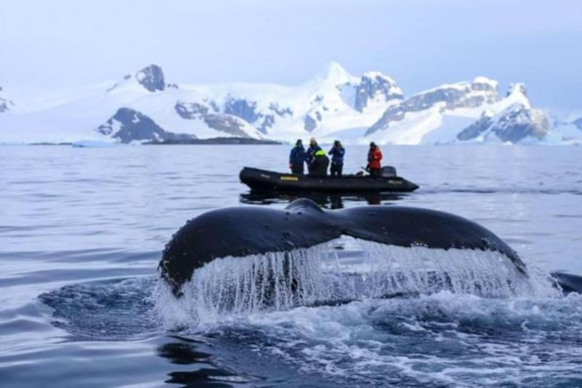 Las ballenas jorobadas migran anualmente desde zonas de reproducción tropicales hasta áreas de alimentación en aguas más frías.