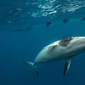 El emocionante encuentro de una fotógrafa con una ballena minke en la Gran Barrera de Coral