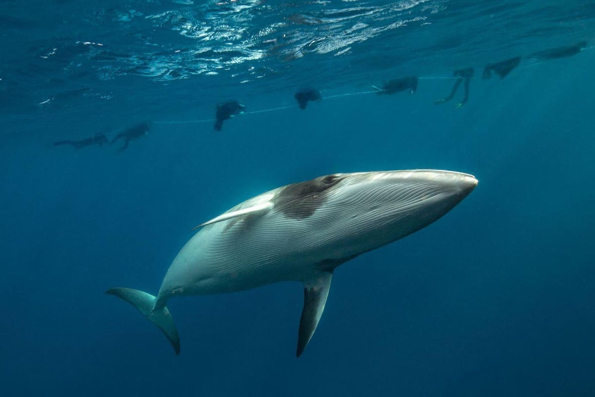 Las ballenas minke enanas sienten una curiosidad increíble por las personas (Foto: Marcia Riederer/ Ocean Photographer of the Year)