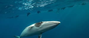 El emocionante encuentro de una fotógrafa con una ballena minke en la Gran Barrera de Coral