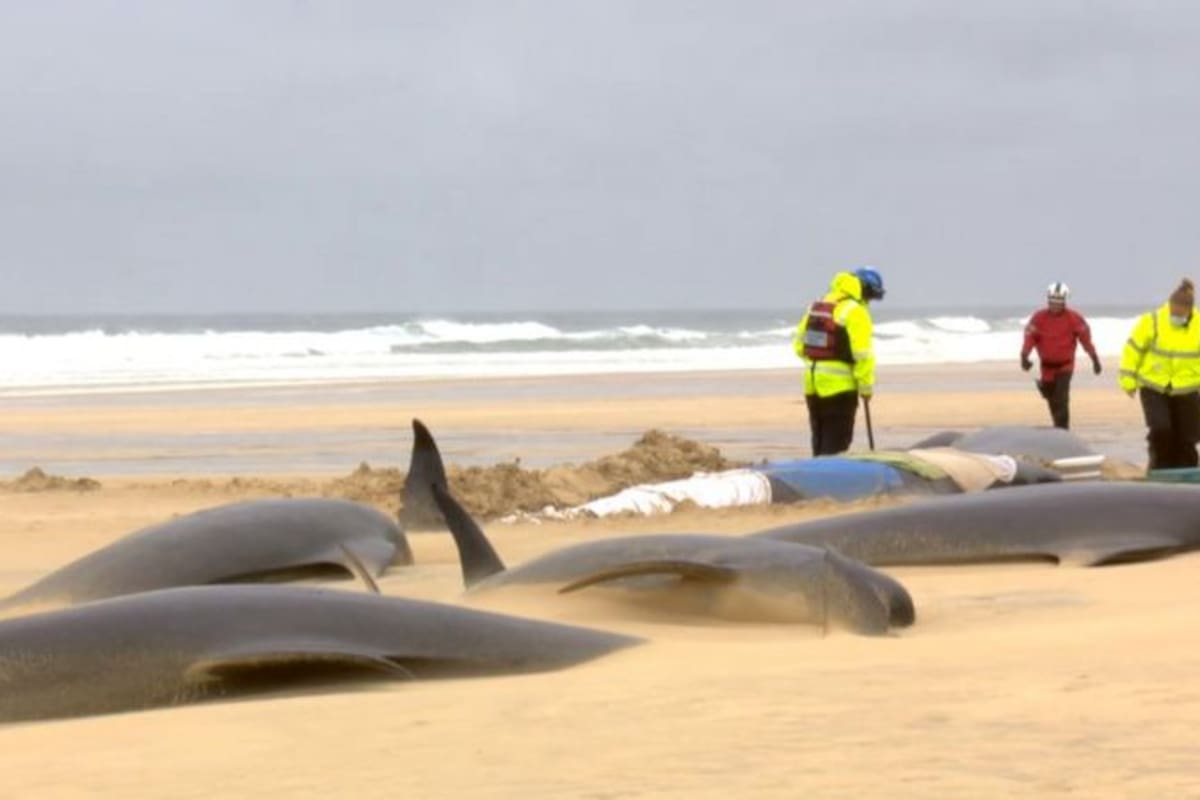 Las ballenas piloto son conocidas por sus fuertes lazos sociales y, cuando una de ellas tiene problemas y queda varada, el resto la sigue