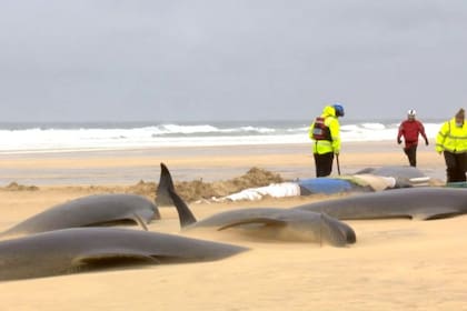 Las ballenas piloto son conocidas por sus fuertes lazos sociales y, cuando una de ellas tiene problemas y queda varada, el resto la sigue
