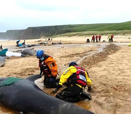 Las ballenas piloto tienen un fuerte instinto grupal