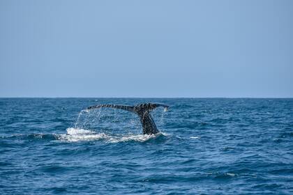 Las ballenas pueden avistarse en diversas zonas de México (Foto: Unsplash)