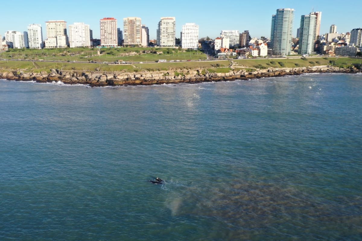 Las ballenas que aparecieron esta mañana