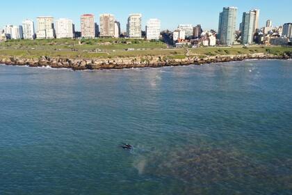 Las ballenas que aparecieron esta mañana