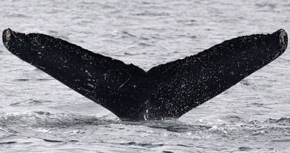 Las ballenas se pueden ver desde diferentes puntos de California (JODIFREDIANI.NOAA)