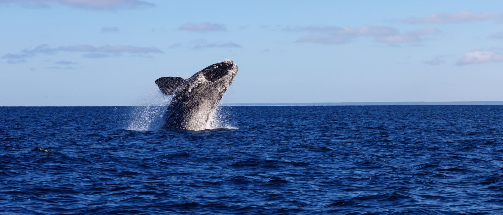 La ballena franca austral es uno de los tesoros de la Pagatonia